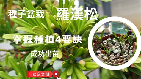 羅漢松 種植|羅漢松種植指南：澆水、施肥、修剪和換土秘訣 